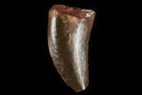 Serrated, Raptor Tooth - Real Dinosaur Tooth #173521-1